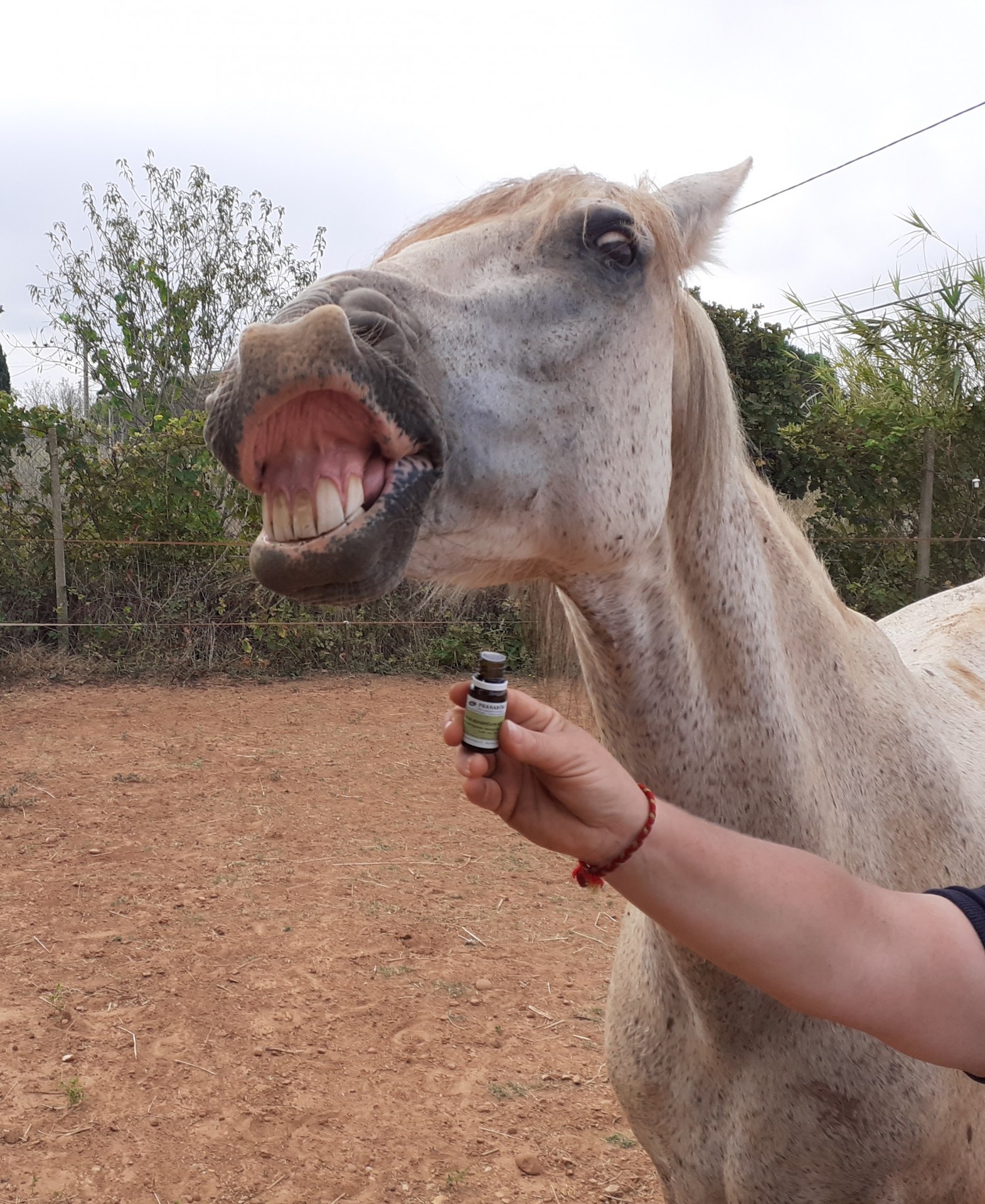 aromathérapie cheval