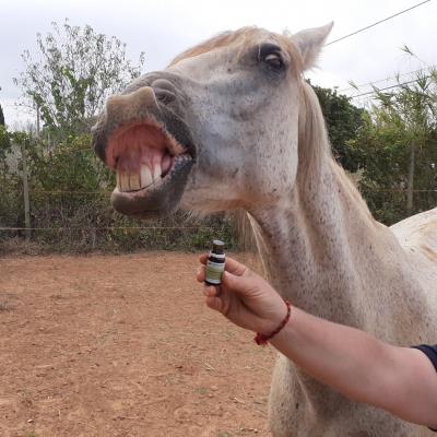 aromathérapie cheval